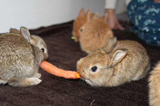 Die richtige Kaninchenhaltung - Teil 2: Fütterung