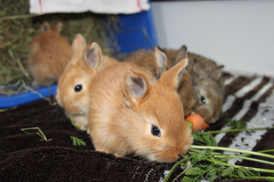 Kaninchenhaltung – Kaninchen artgerecht in der Wohnung halten