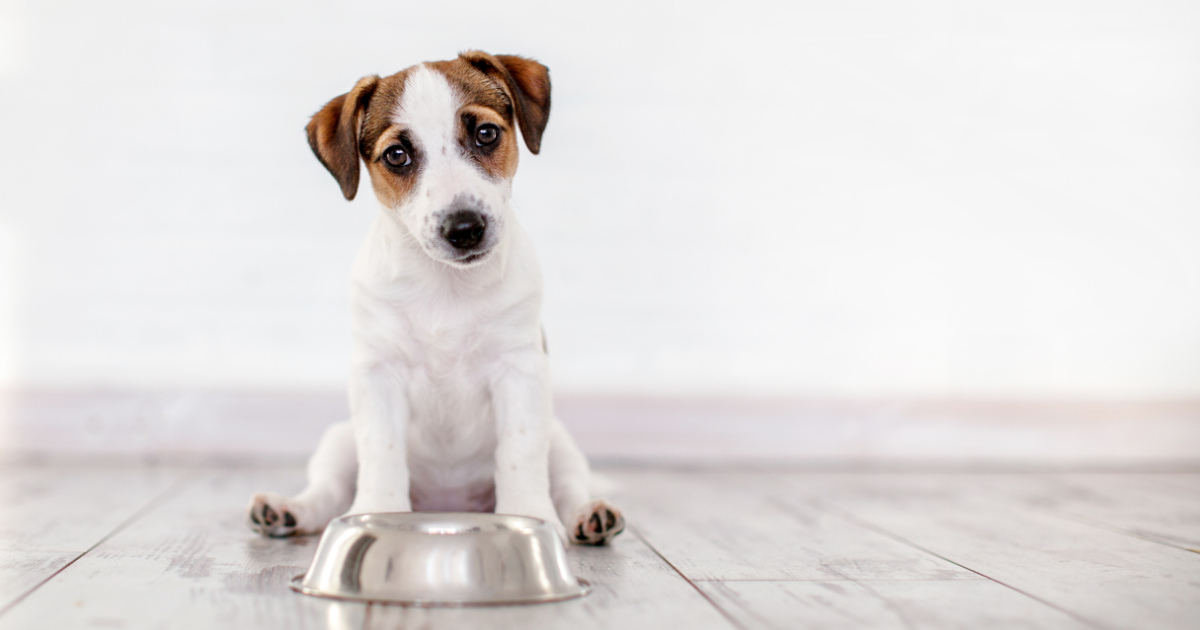 Schokoladenvergiftung bei Hund und Katze - Erste Hilfe